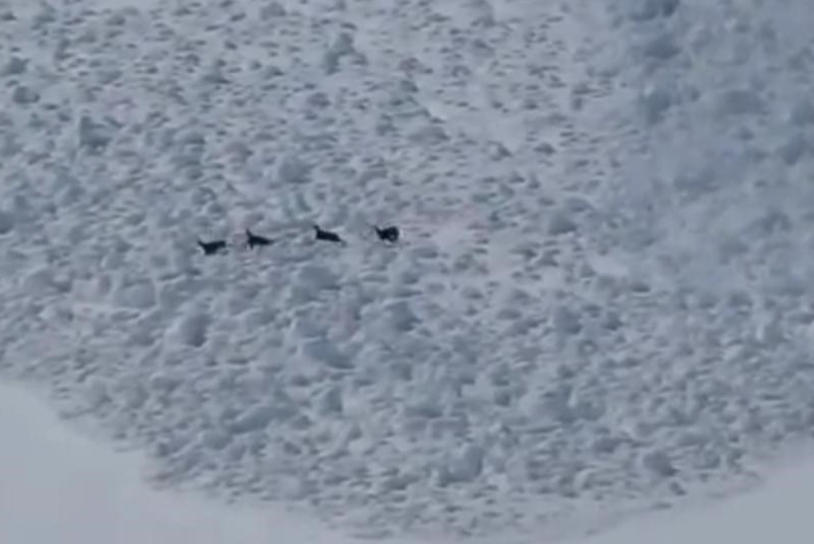 VIDEO: mägikitsed põgenevad laviini eest