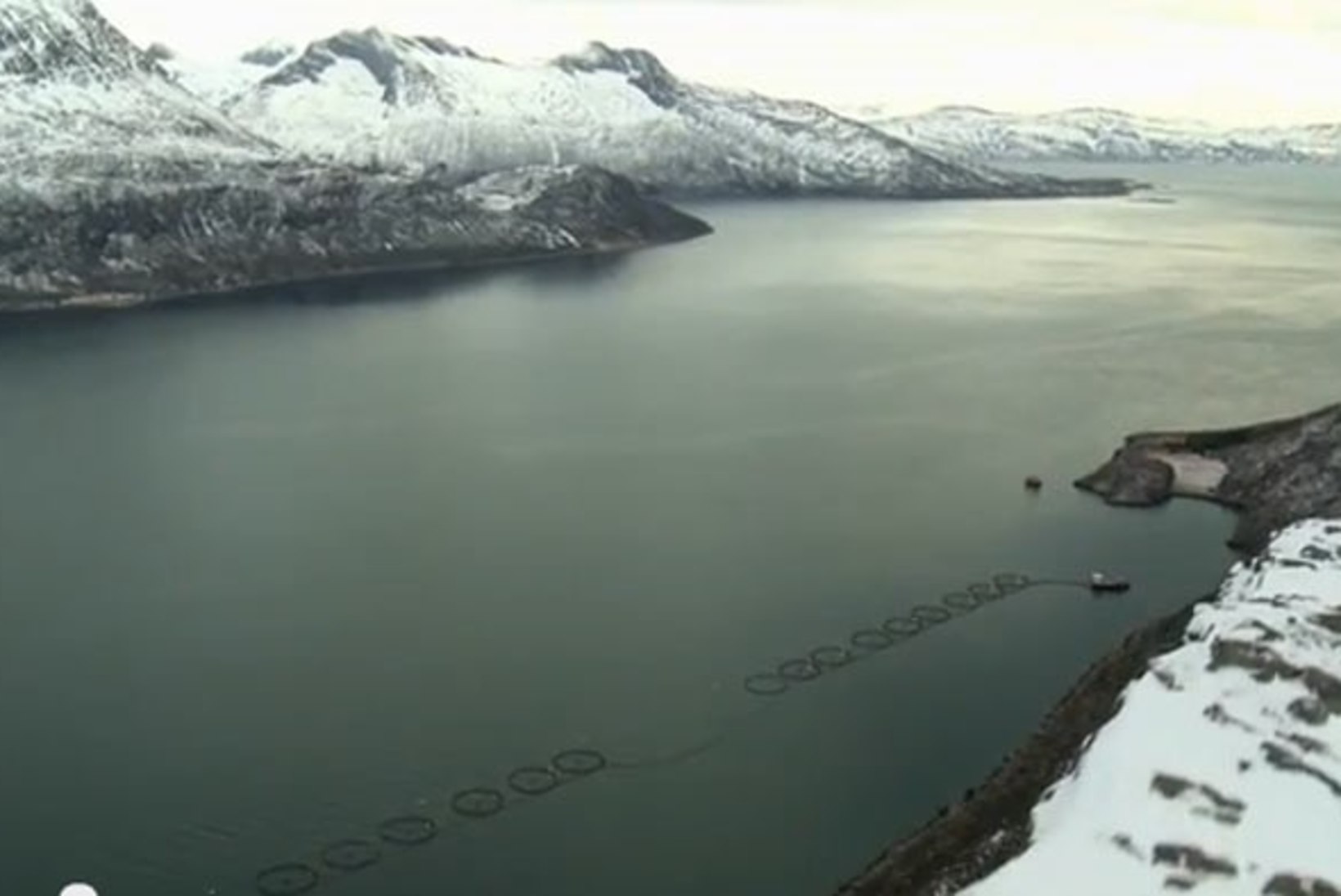 Norras külmus meri nii kähku, et külmutas heeringaparve