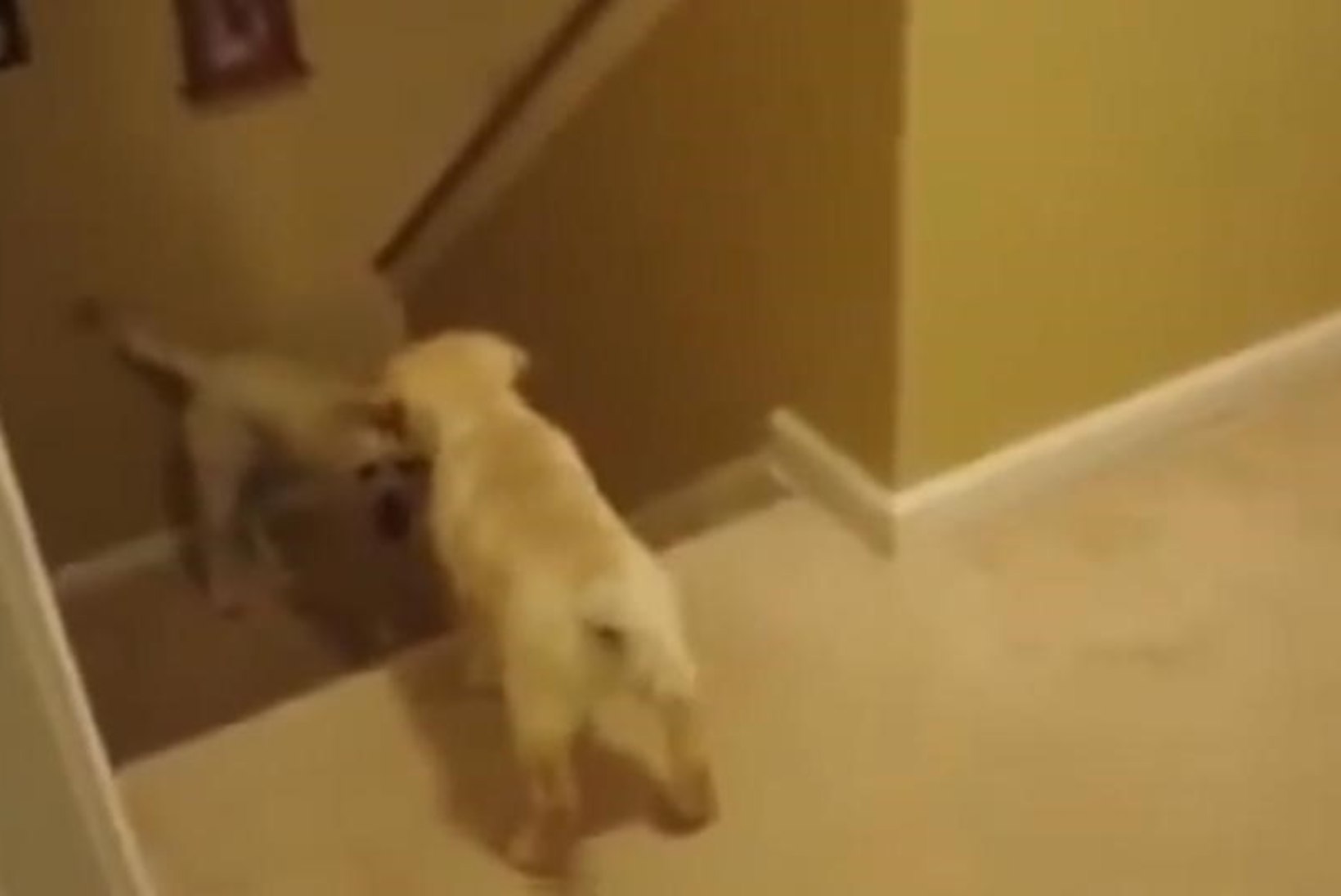 VIDEO: kasside ja koerte kasvatusmeetodid on väga erinevad!
