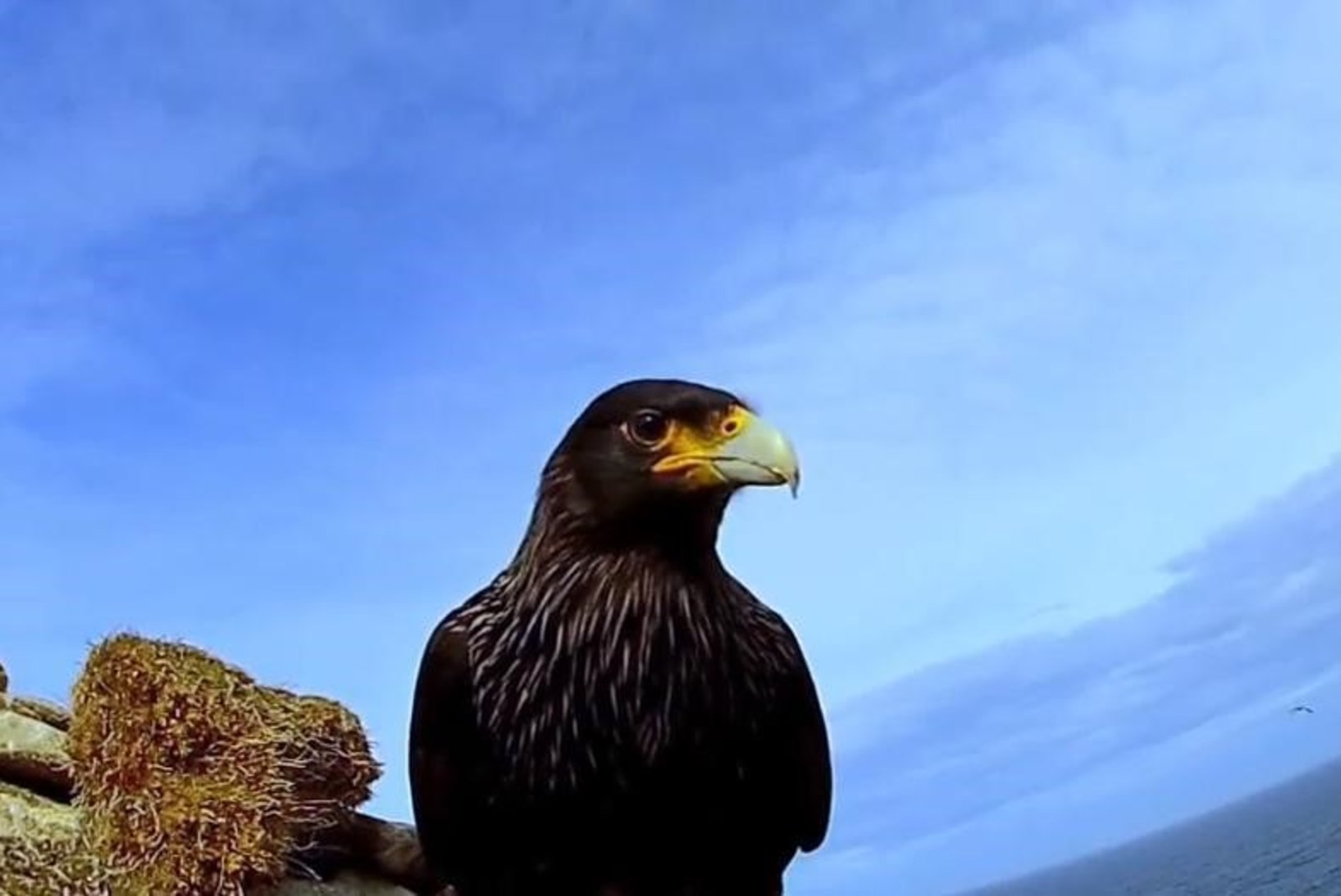 VIDEO: lind filmis varastatud kaameraga pingviinikolooniat 