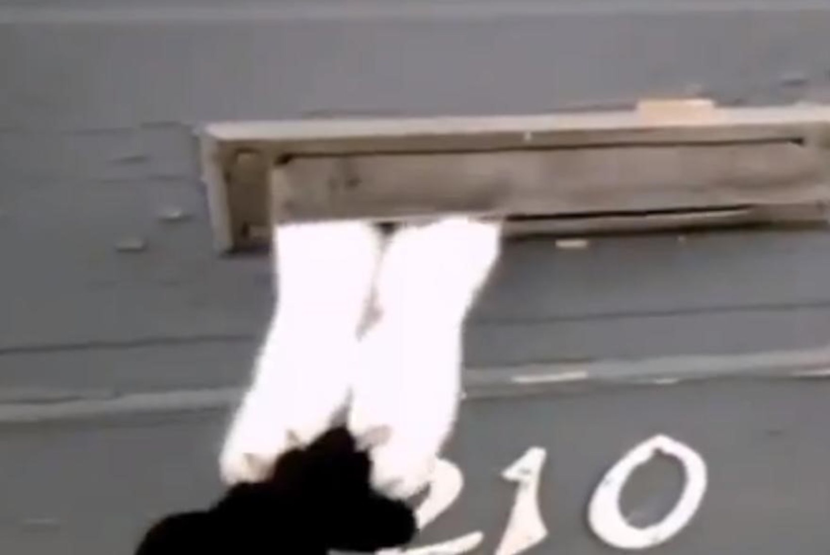 VIDEO: kass kuulutas postiljonile sõja!