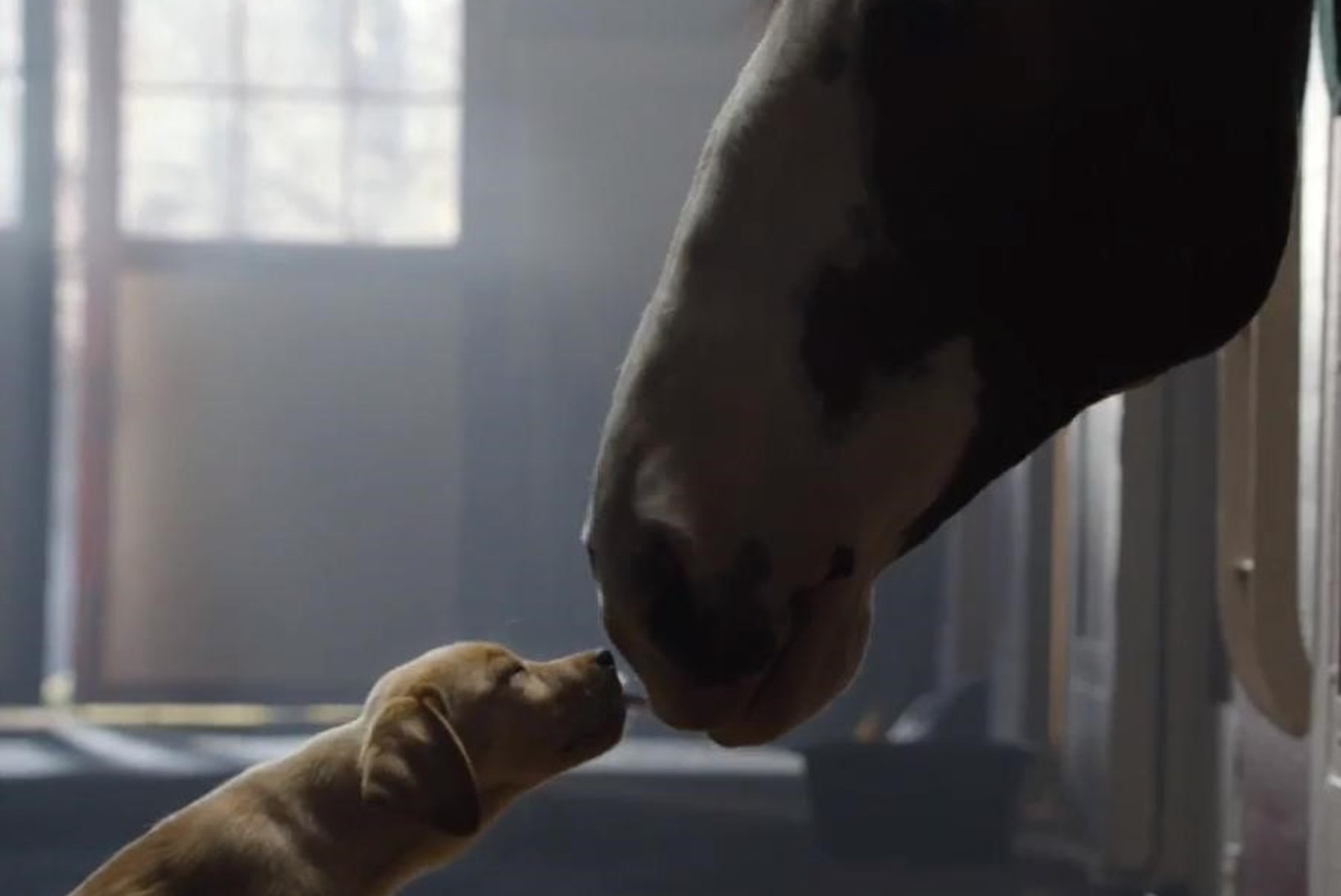 VIDEO: kutsika ja hobuse armastuse vastu ei saa mitte miski!