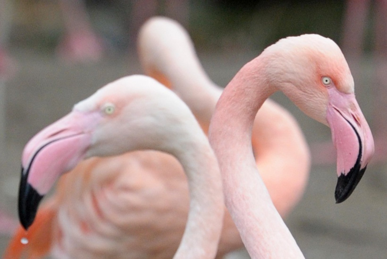 Austraalias pandi magama maailma vanim flamingo