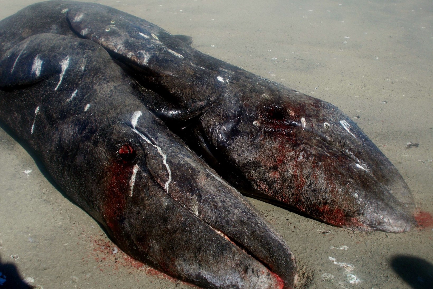 PILTUUDIS: Mehhikos leiti kokkukasvanud vaalapojad