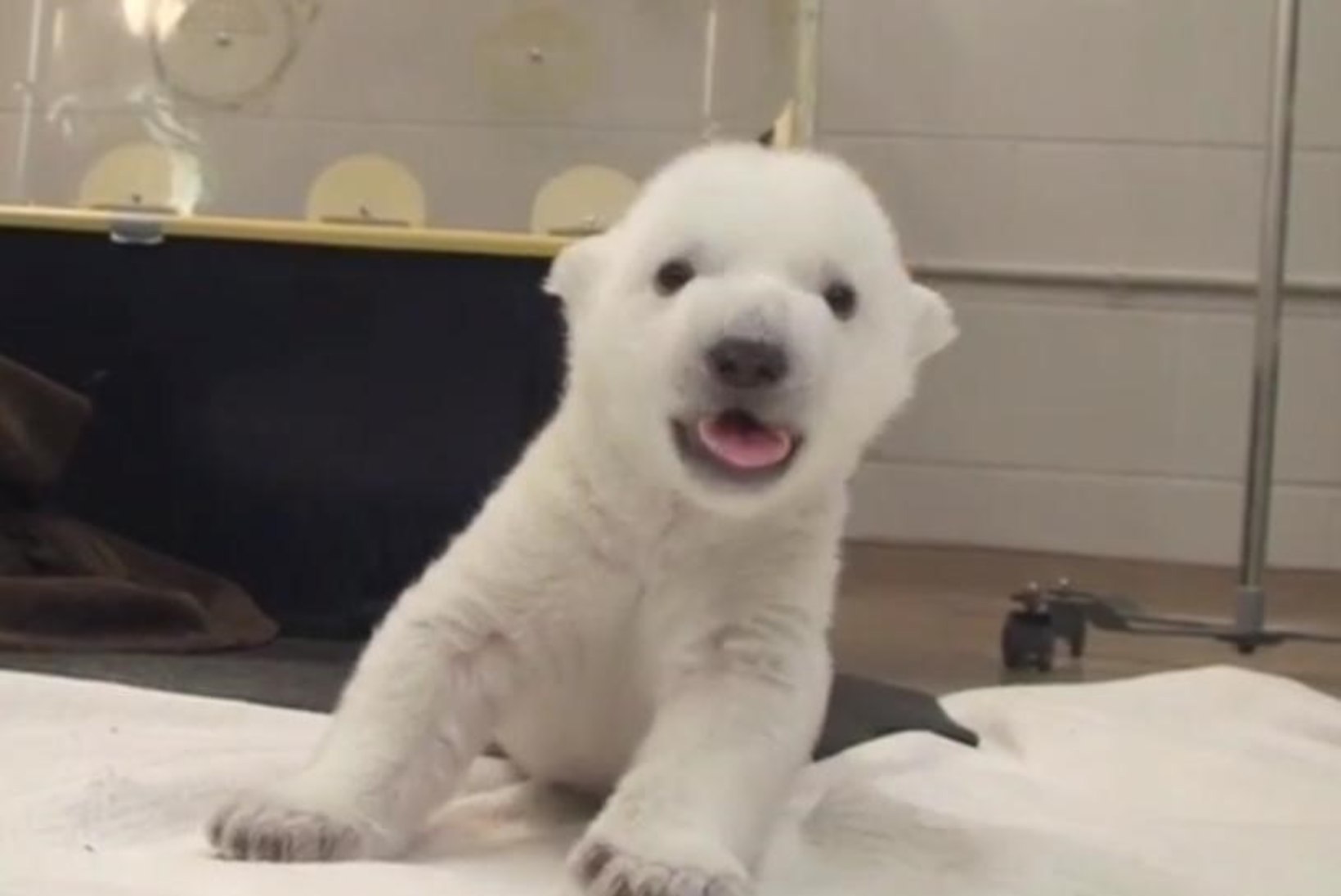 VIDEO: jääkarupoja esimesed sammud