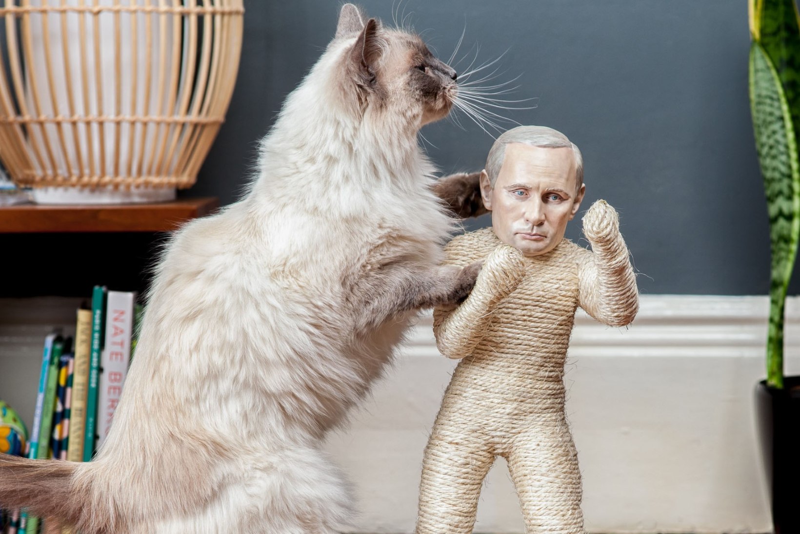 FOTOD: Putinist sai kasside kraapimispuu