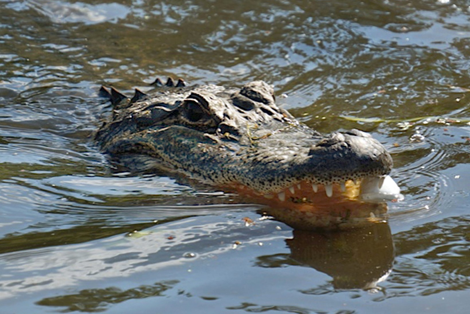USKUMATUD FOTOD: mees, kes mängib alligaatoritega 