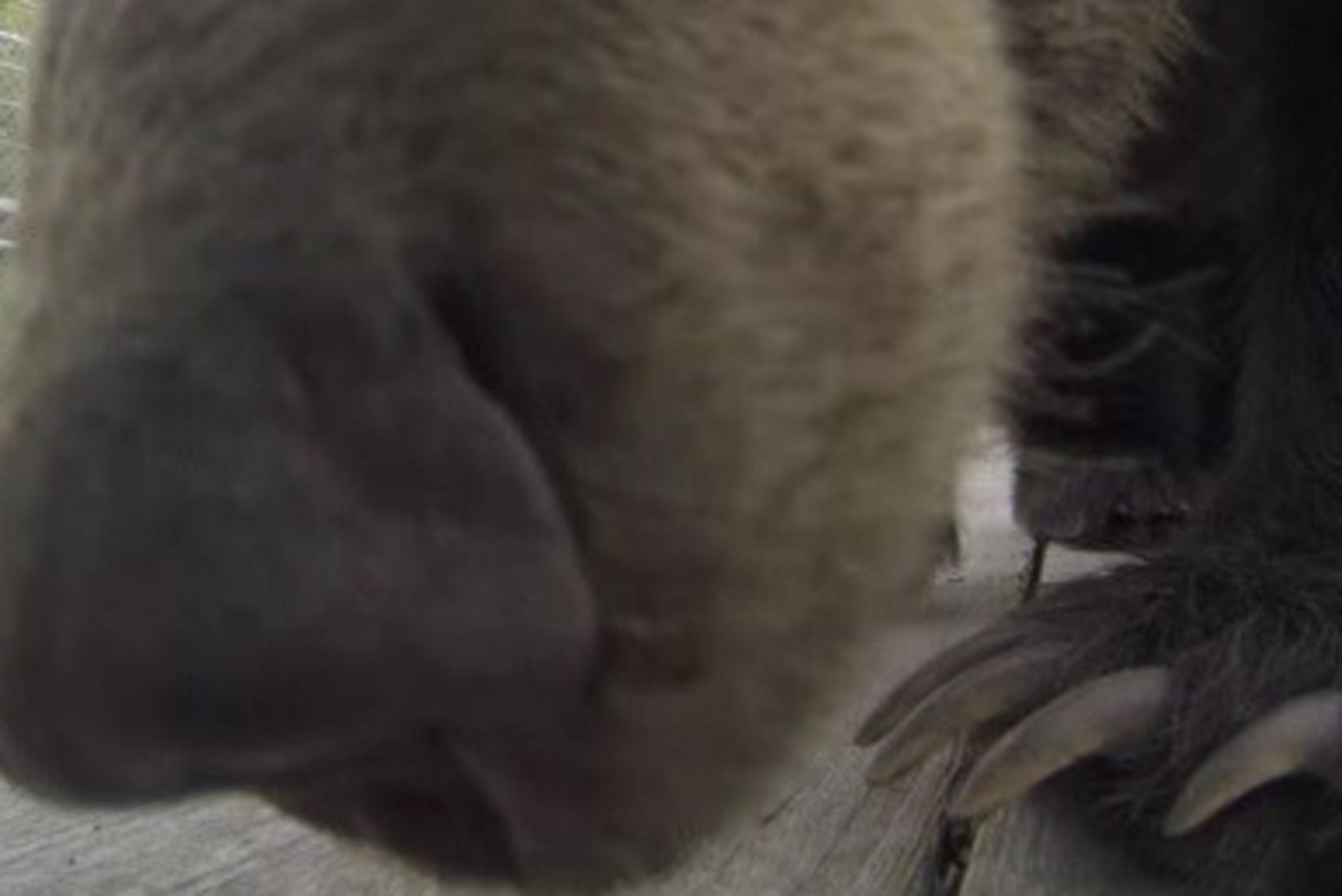 UUDISHIMULIK MÕMMIK: vaata, kuidas karu pätsas kaamera 