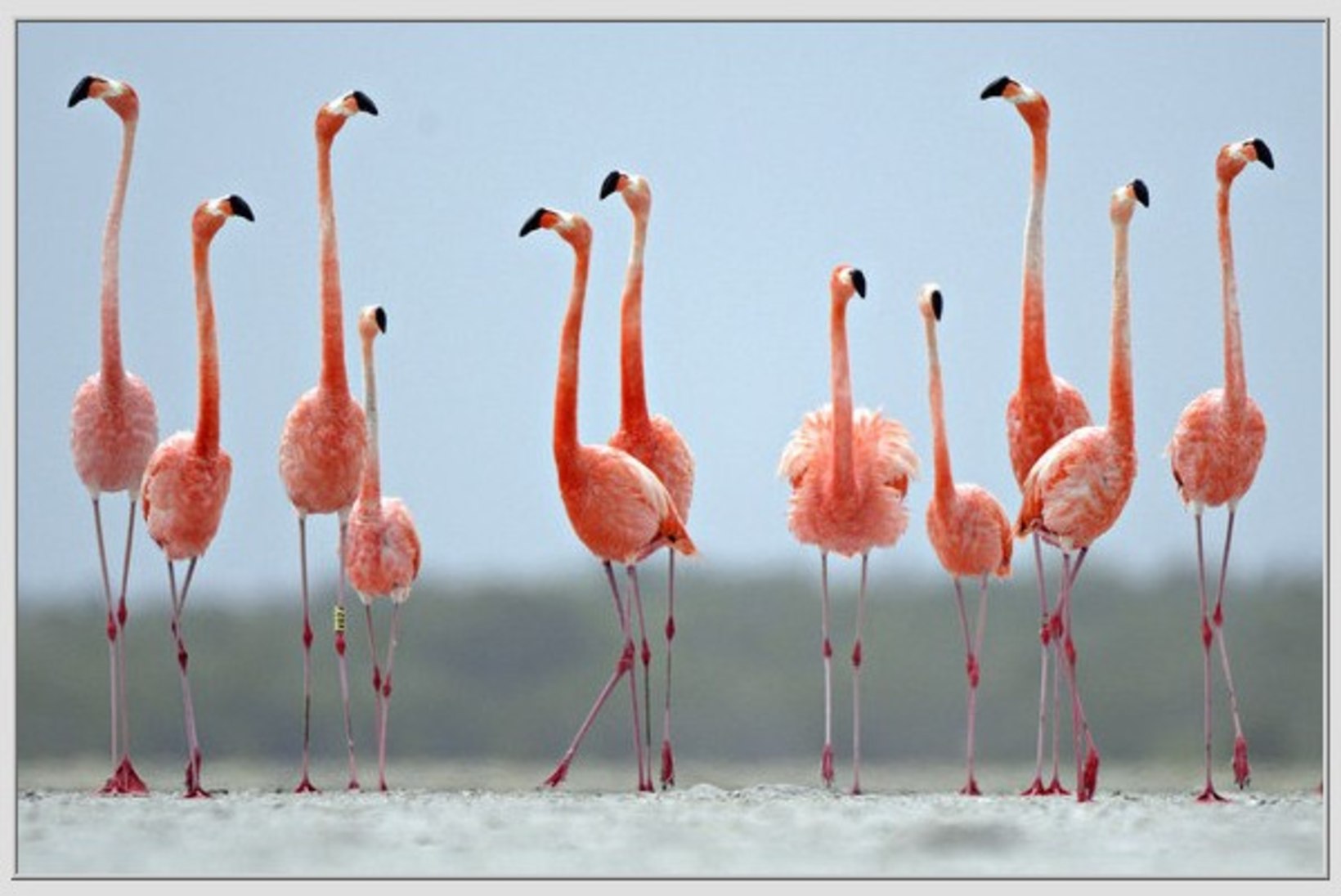 IMELINE VAATEPILT: flamingod moodustasid kujundi, mis meenutab südant