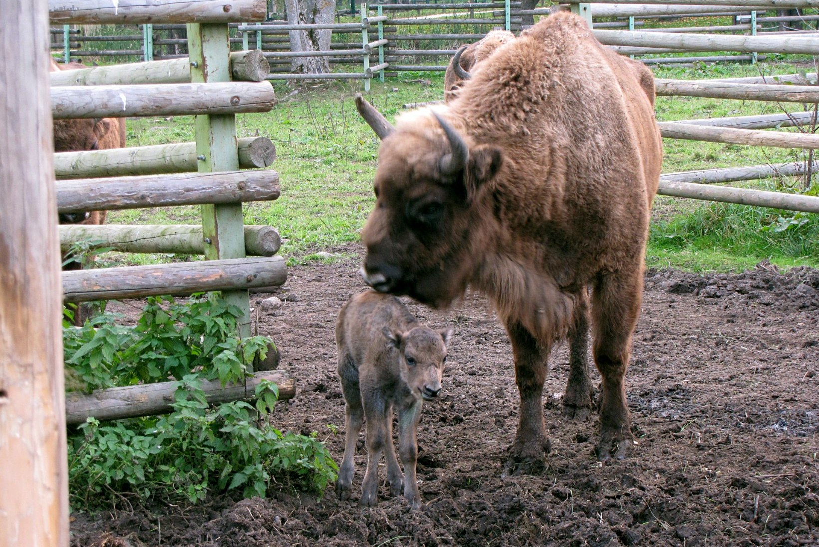 FOTO: Elistvere loomapargis sündis piisonil vasikas