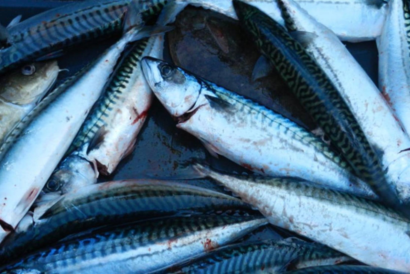 Kala püügikogused maailmas kahanevad