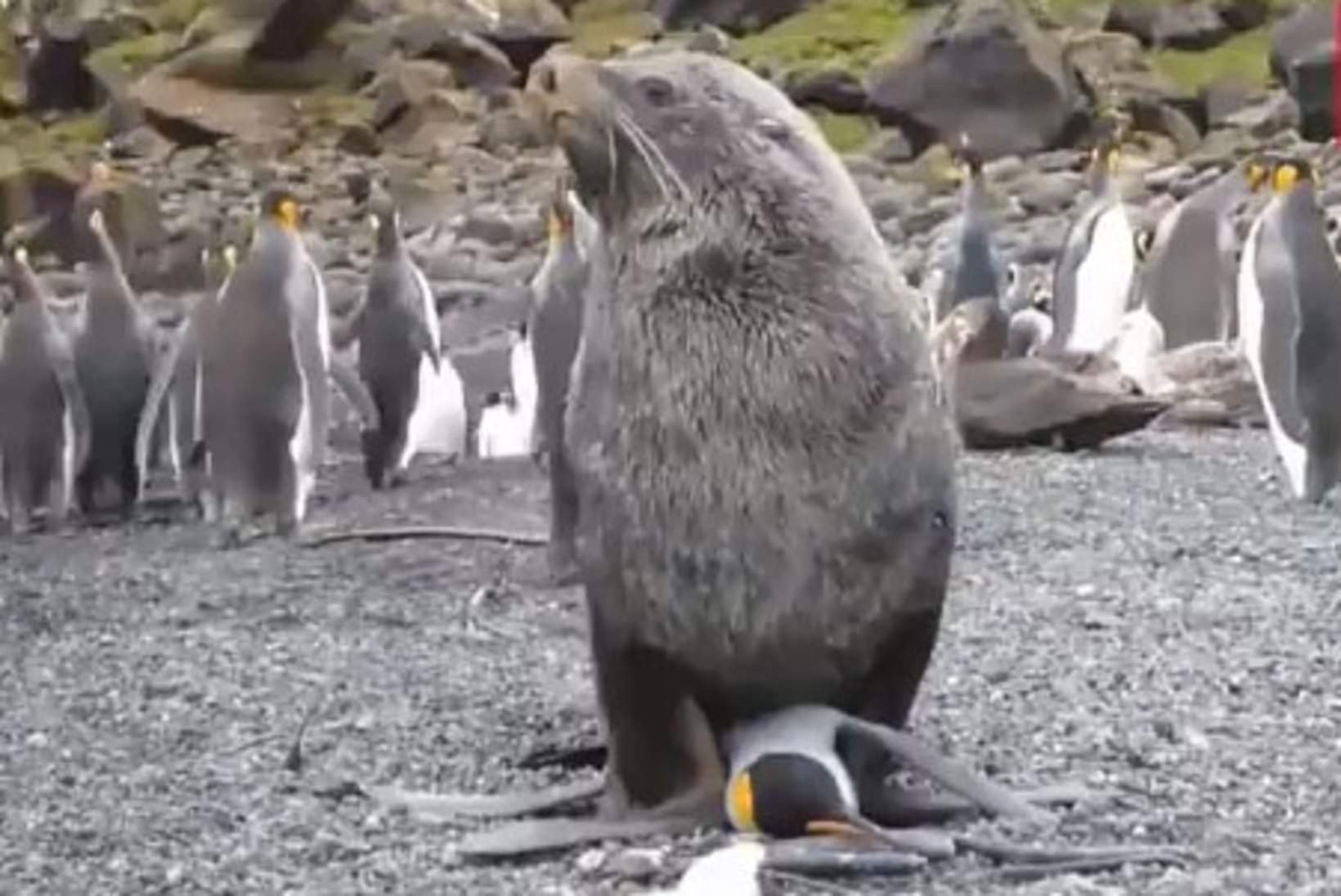 VIDEO: hüljes astub pingviiniga suguühtesse