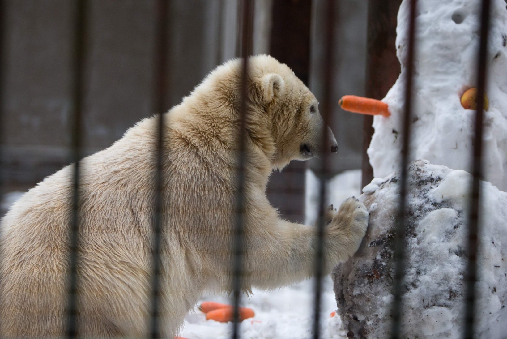 Tallinna loomaaias peeti jääkarude sünnipäeva