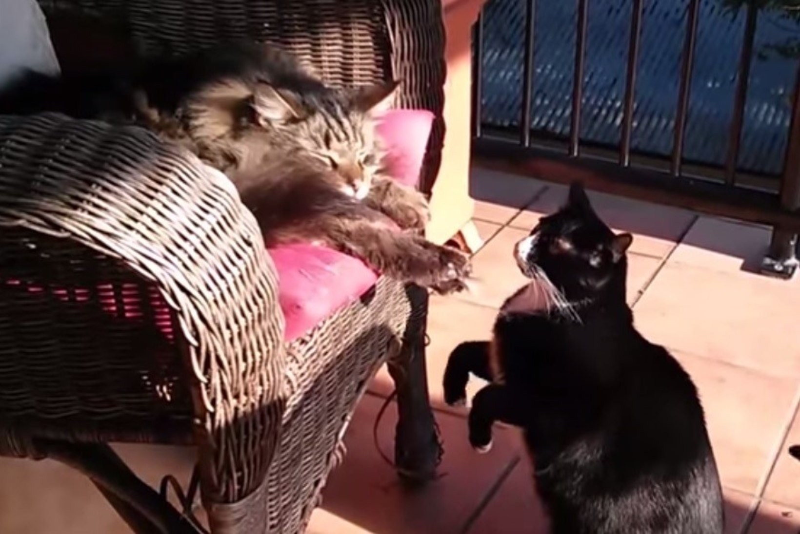 VIDEO: see kass on küll tõeline mölakas!