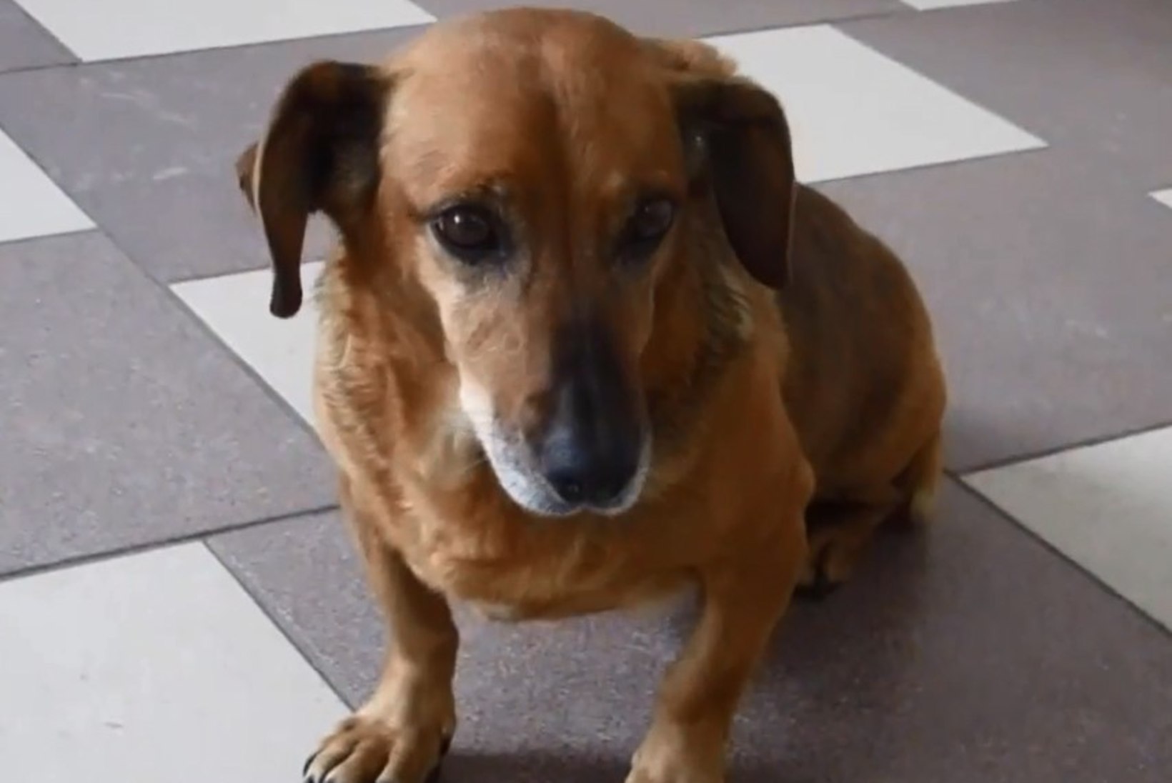 Aasta aega Siberi haiglas surnud omanikku oodanud koer sai viimaks uue kodu