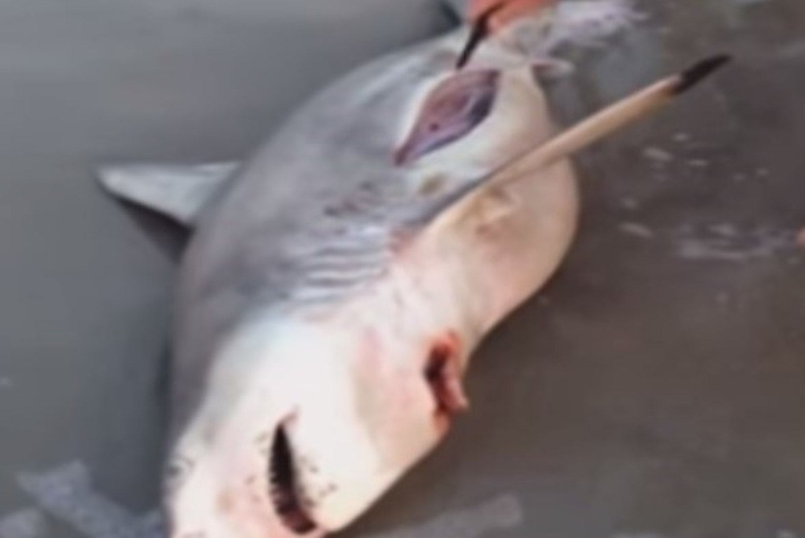 VIDEO: mees aitas pojad surnud emase hai kõhust välja