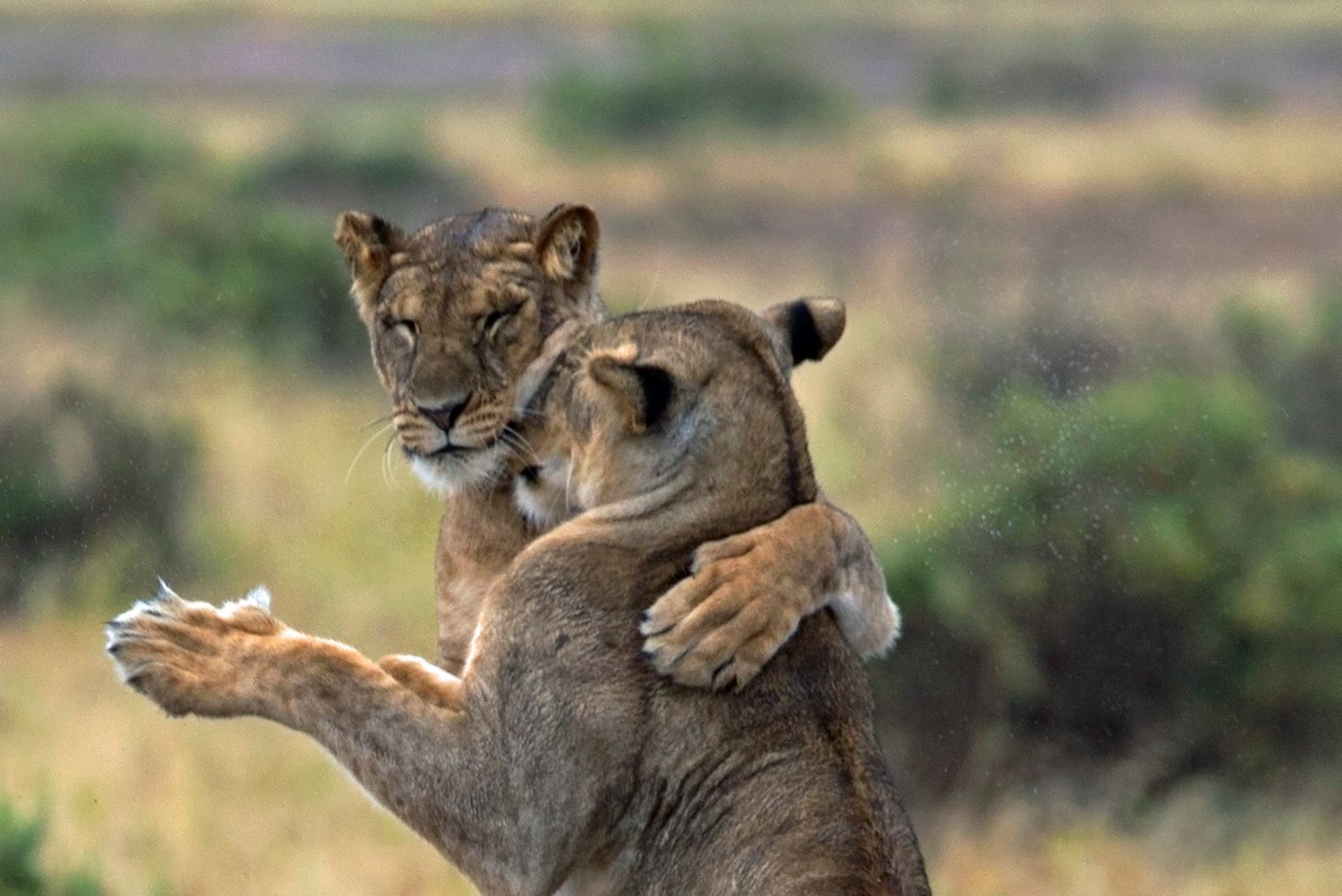 PILTUUDIS: lõvid tantsivad kui armunud paar