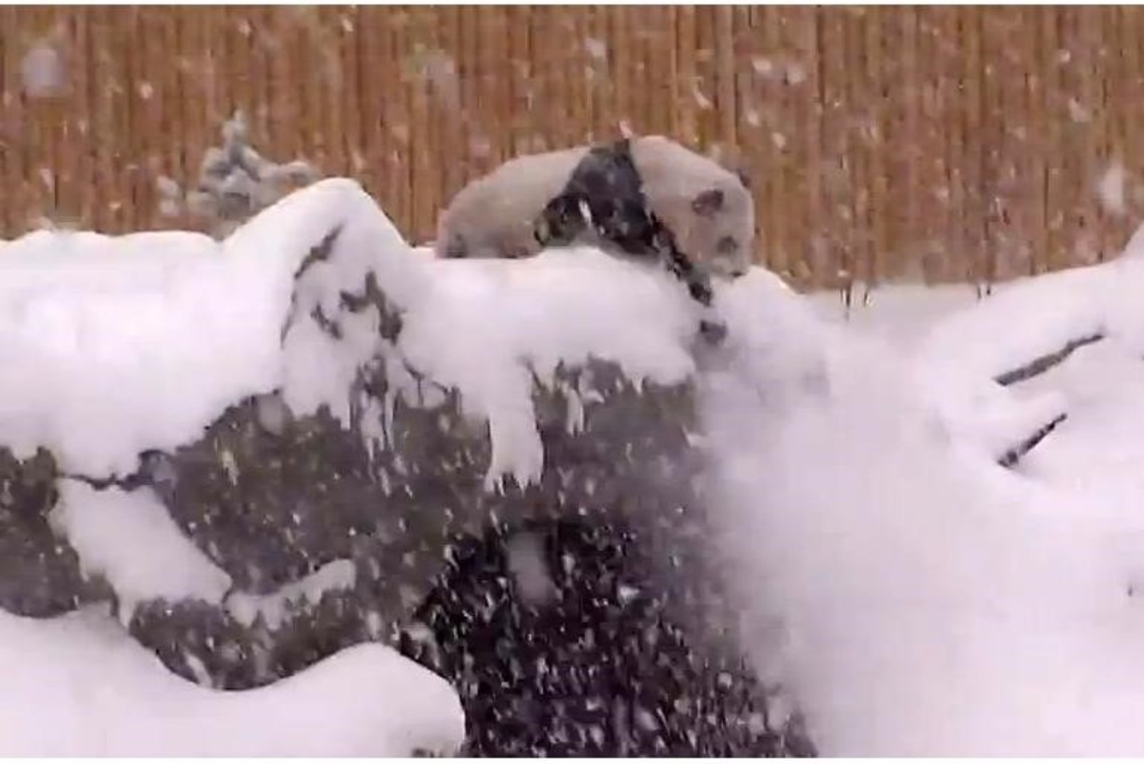 ARMAS VIDEO: hiidpanda nautis lumes möllamist!
