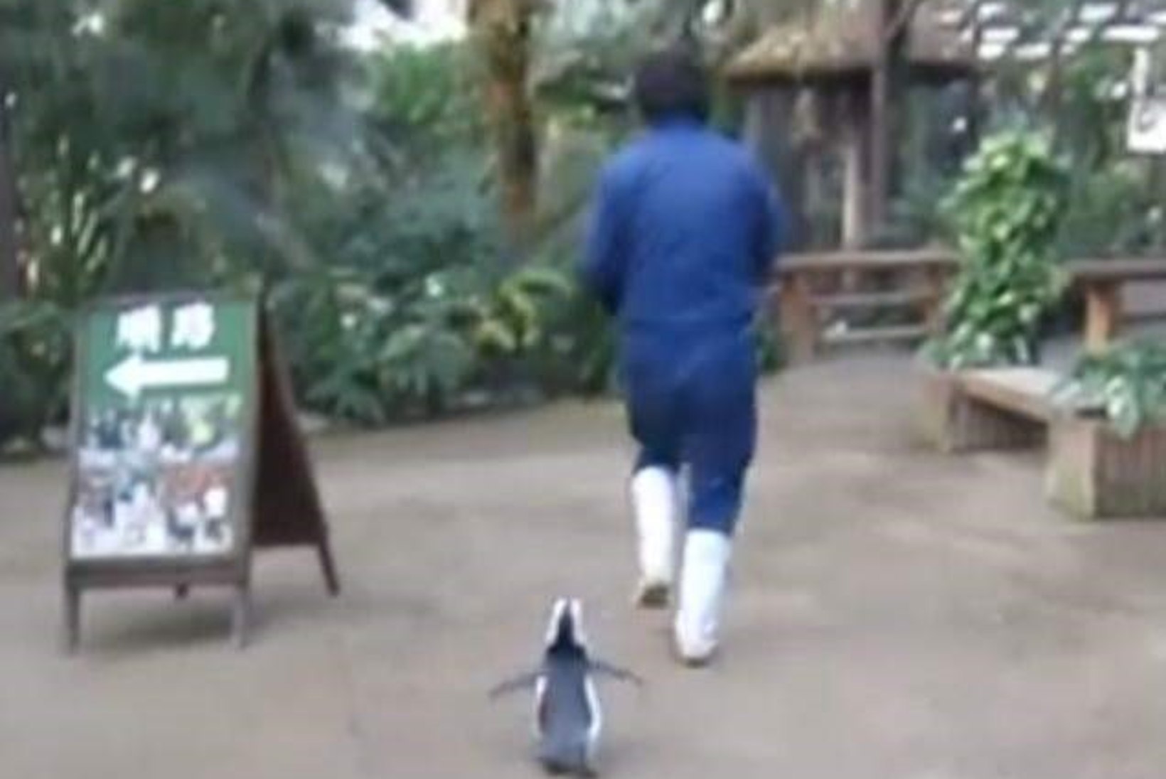 LÕBUS VIDEO: pingviin hakkas loomaaia talitajat taga ajama!