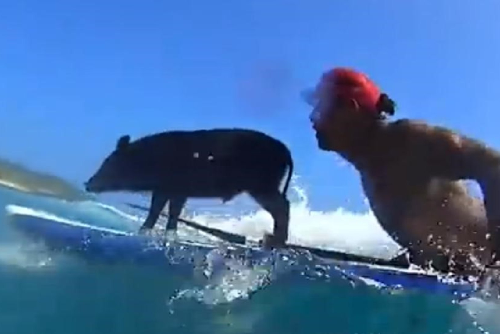VIDEO: Hawail püüab rannaskäijate pilke surfav siga!