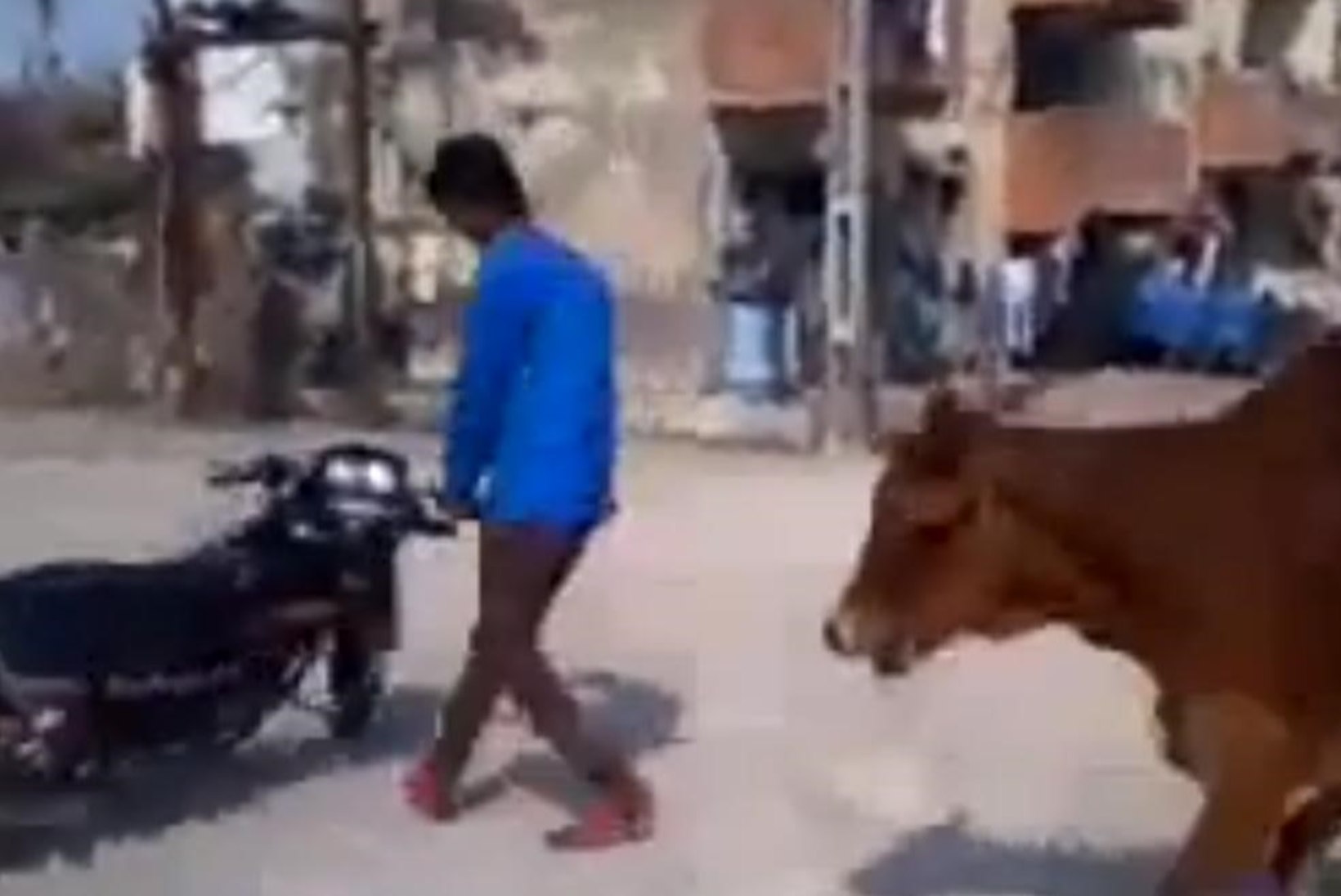 VIDEO: lehmad hakkasid mootorrattaga trikitanud poissi taga ajama