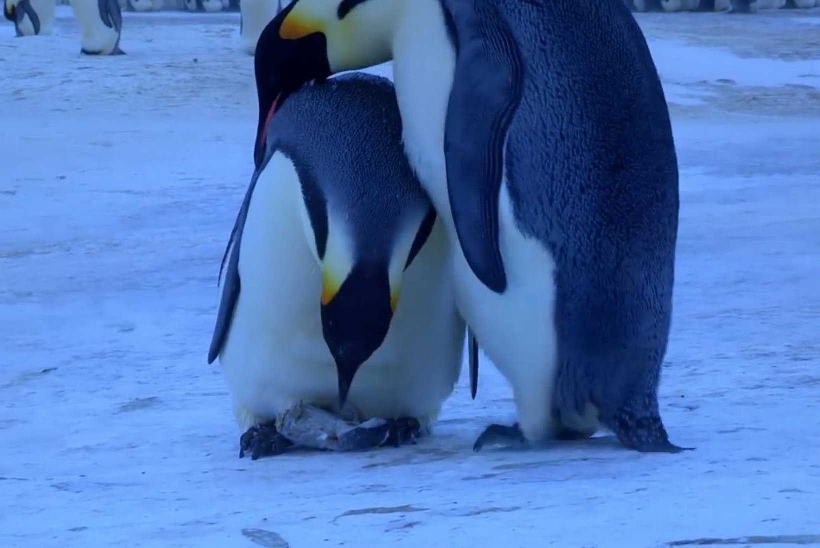 SÜDANTLIIGUTAV VIDEO: pingviinipaar üritab oma hukkunud järeltulijat elustada