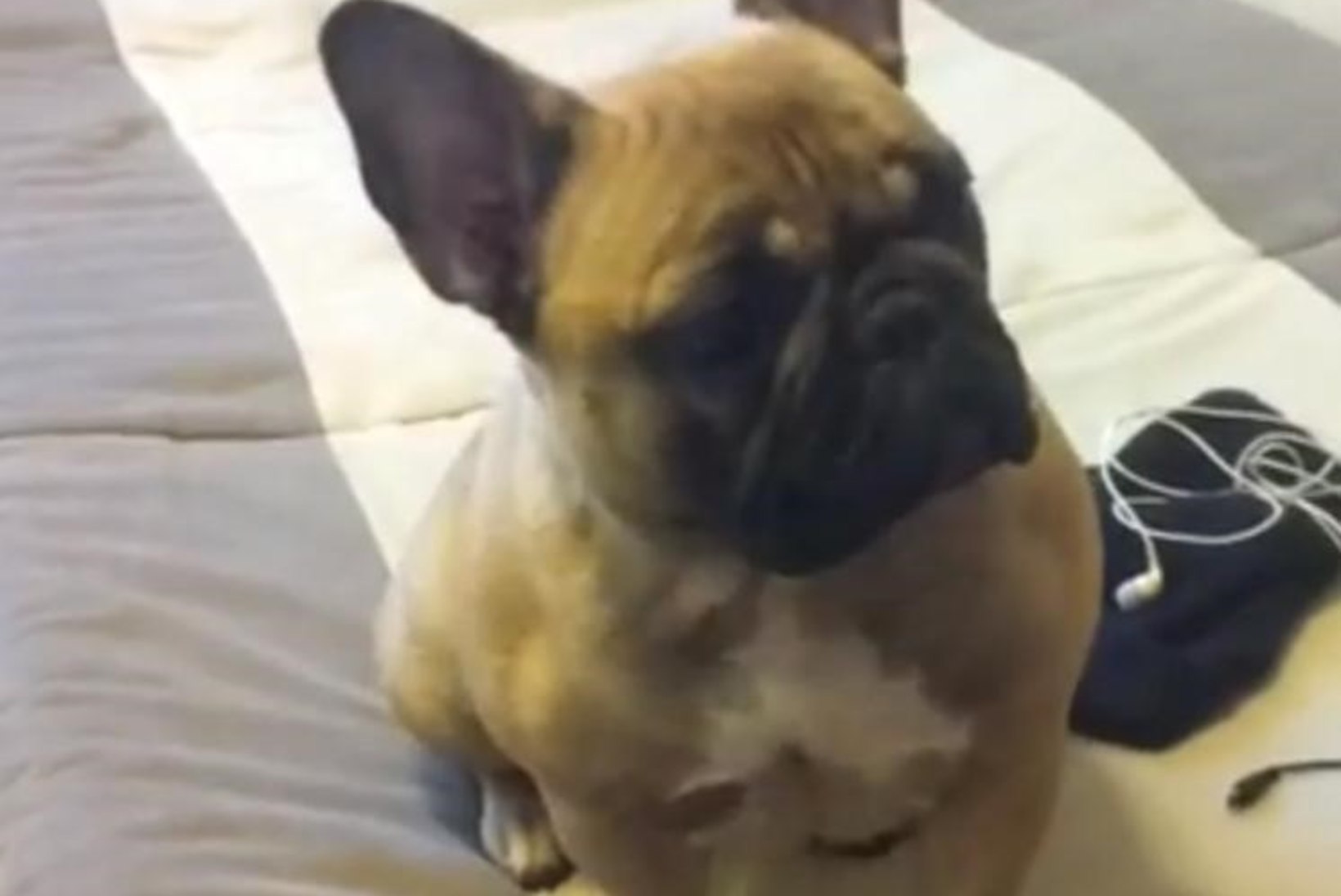 VIDEO: mis juhtub, kui koer ennast YouTube'st näeb?