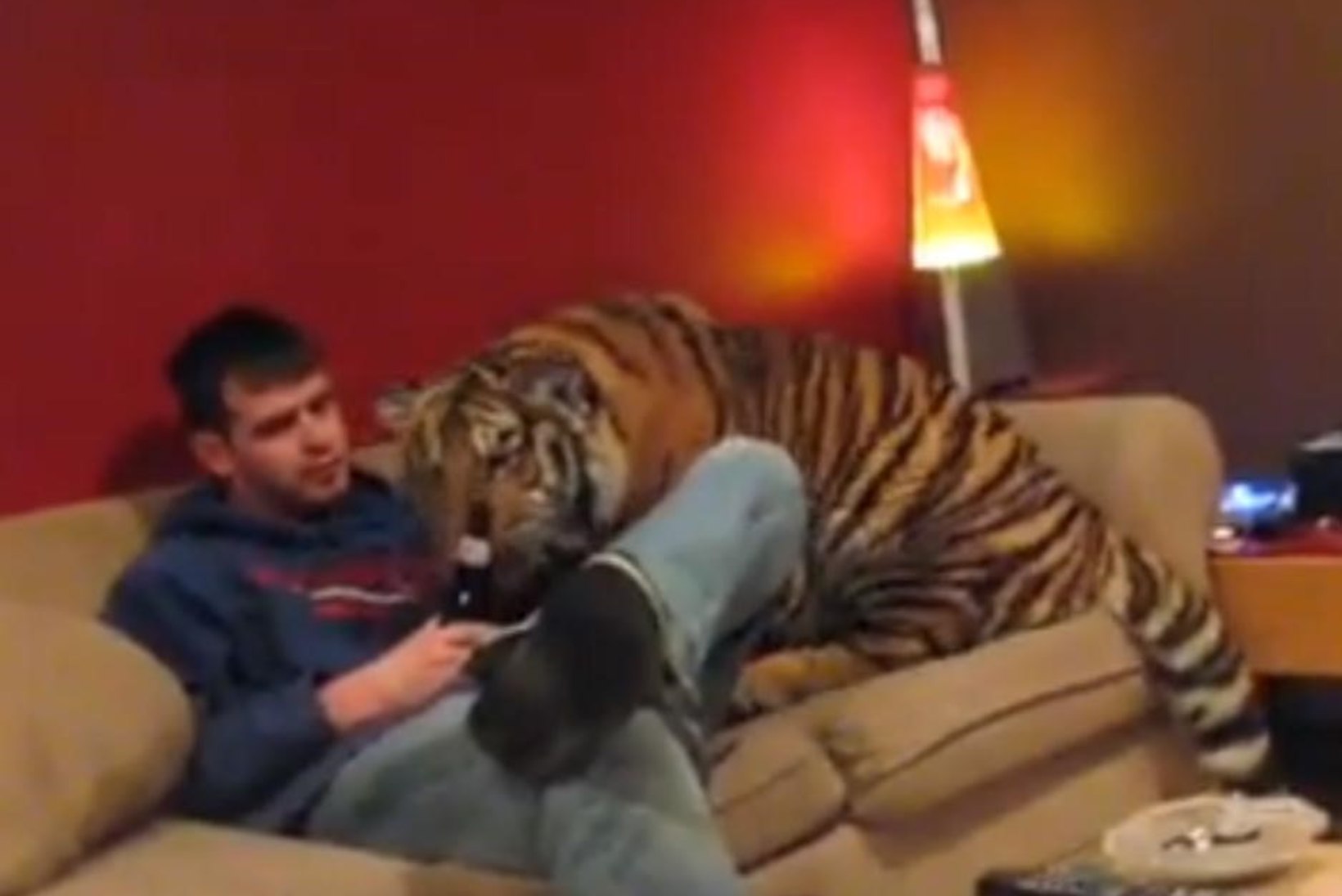 VIDEO: sõbralik tiiger jalutas mööda korterit ja otsis pitsat!