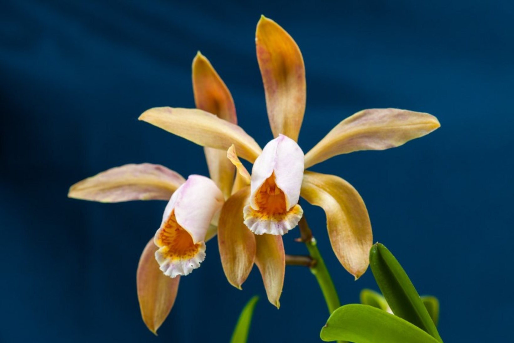 11 soovitust orhideekasvatajale
