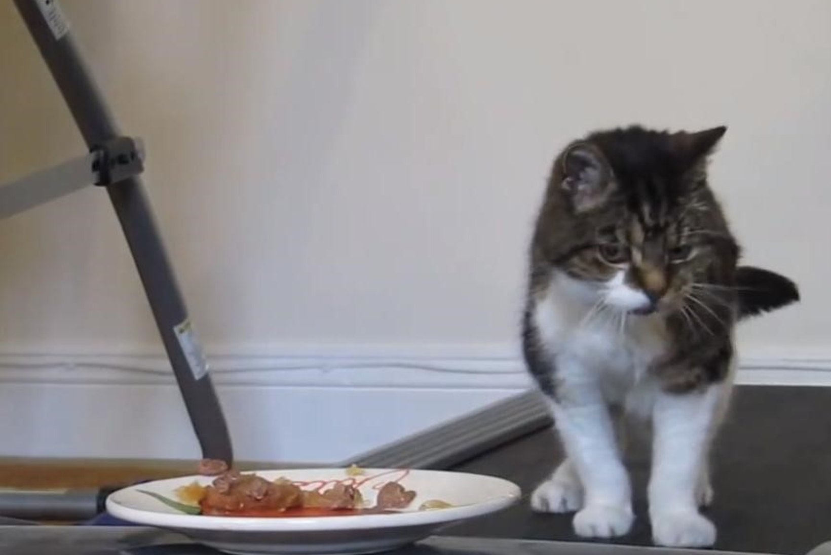 VIDEO: kaval nipp, kuidas kass trenni tegema panna!