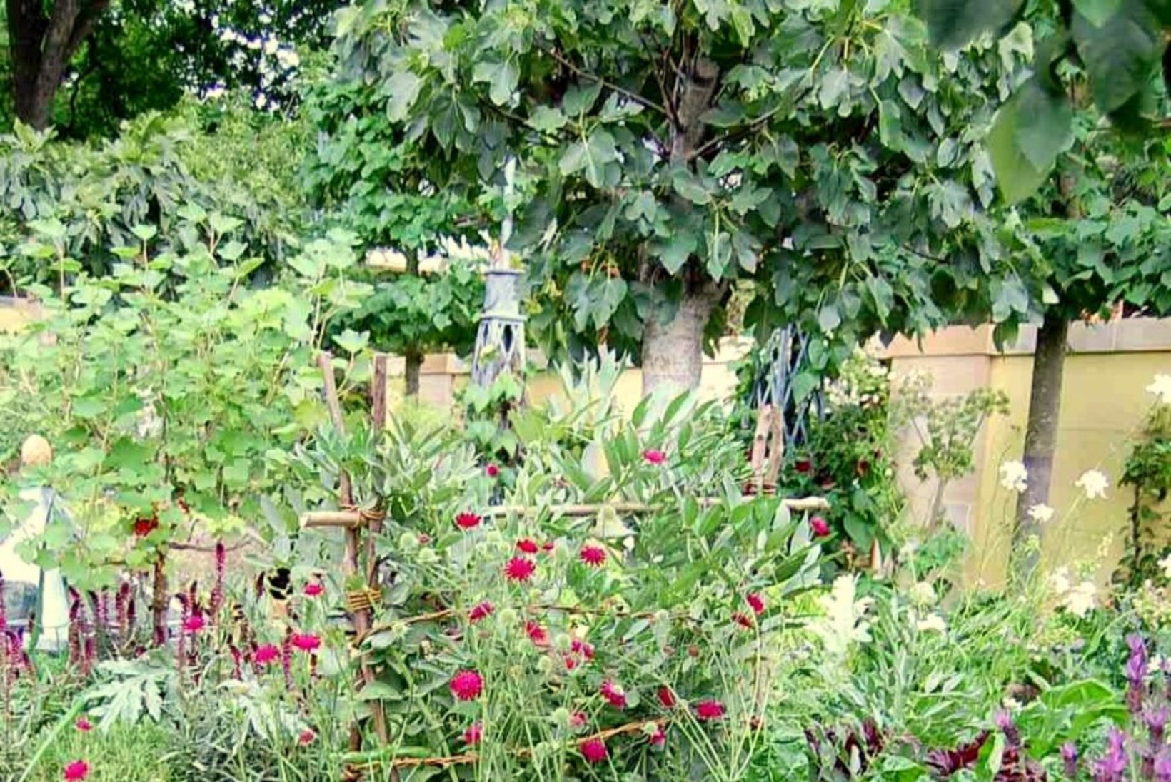 Mitu head põhjust, miks rajada aeda kõrgpeenar