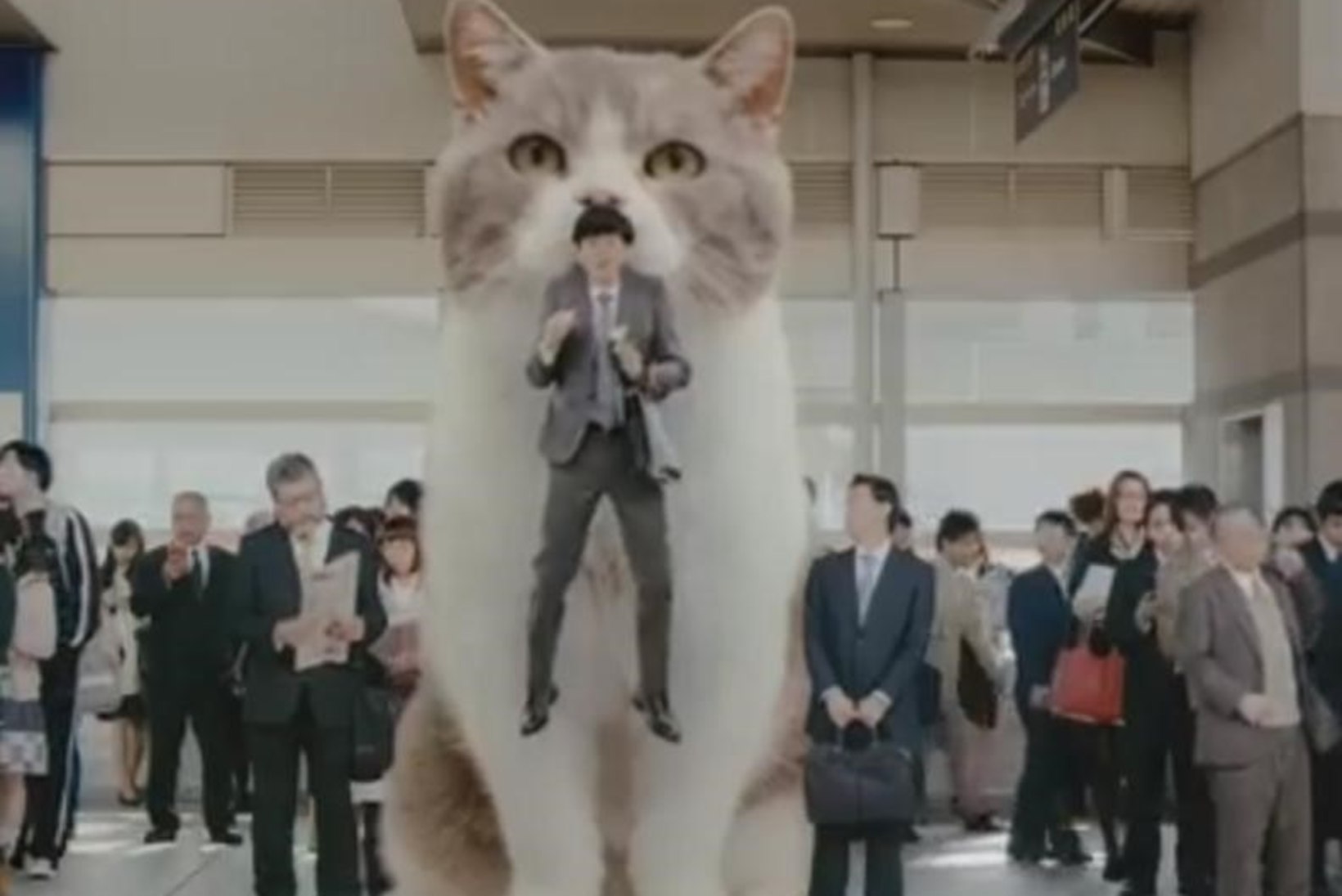 VIDEO: hiiglaslik kass tõstis jaapanlase õhku