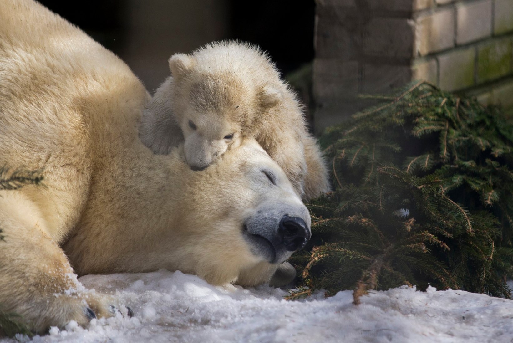 Tallinna loomaaia jääkarutüdruk võib olla hoopis poiss
