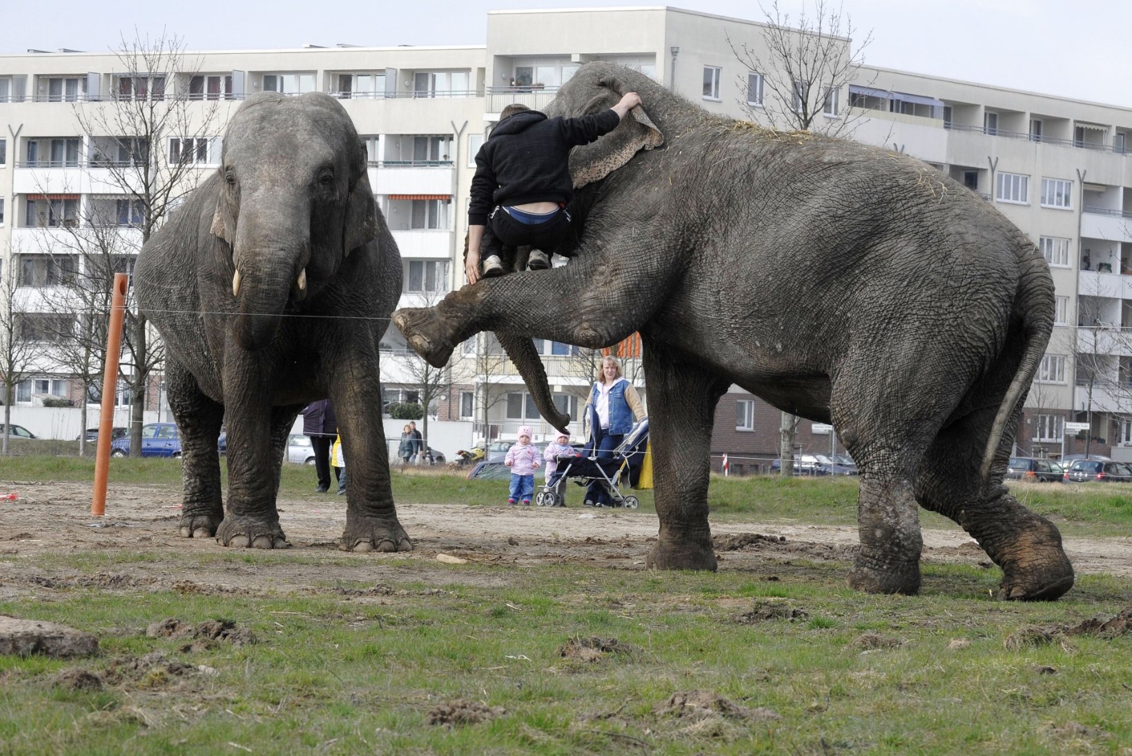 VIDEO: elevandid tegid tsirkusest vehkat ja lõhkusid autosid