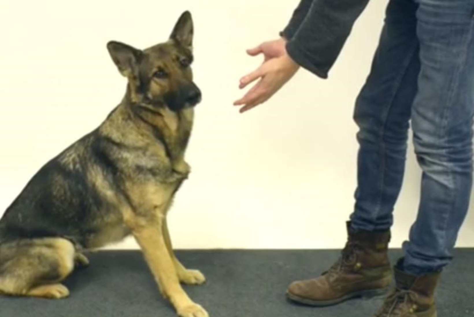 VIDEO: soomlasest mustkunstnik vedas koeri ninapidi