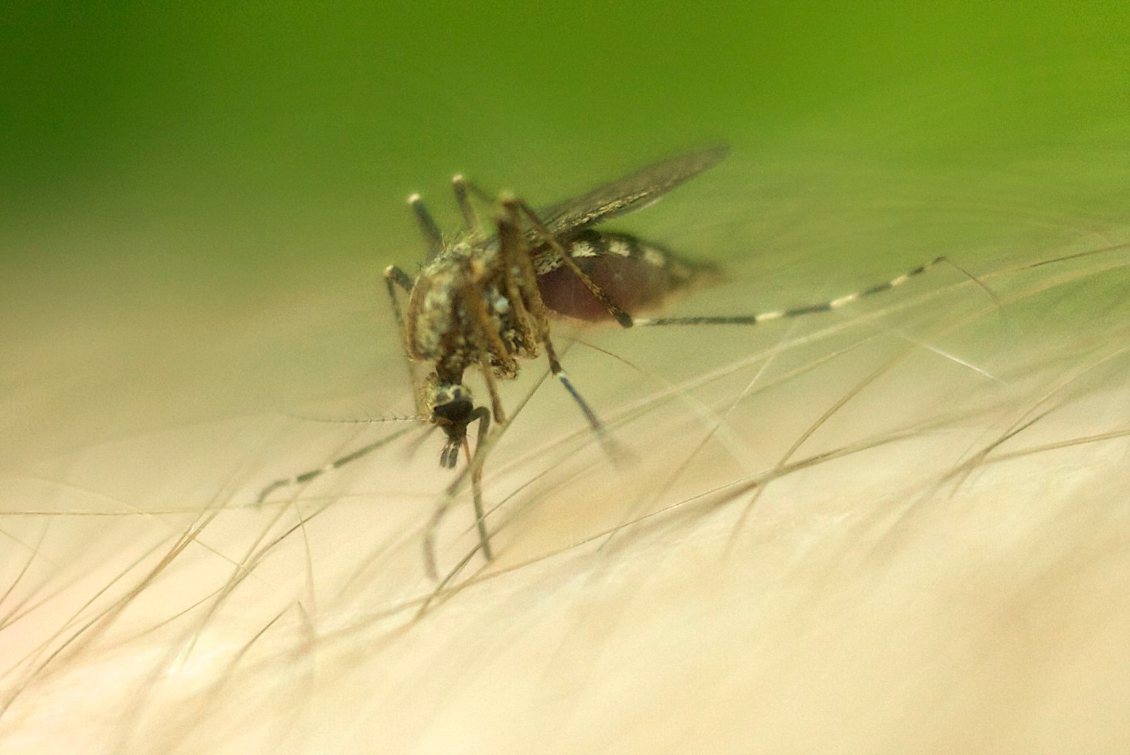 Keskkonnaekspert: tavalise sääse asemel malaariasääske näha pole Eestis varsti enam utoopia