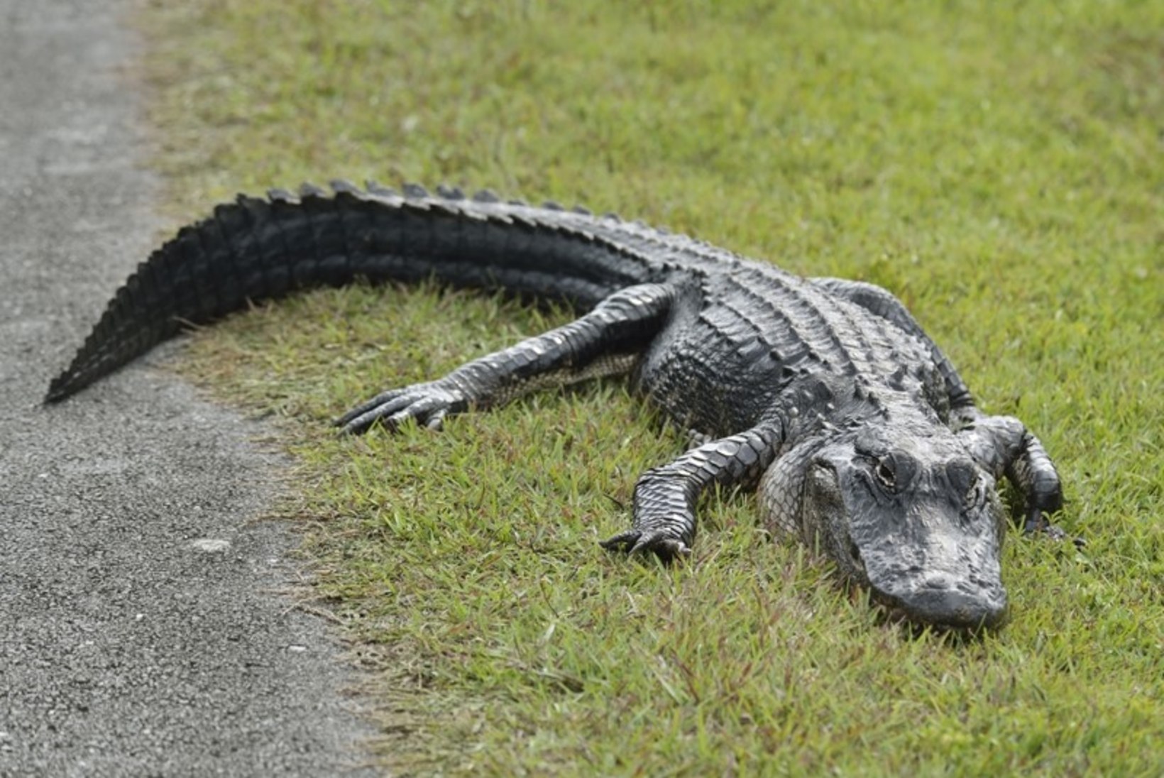 Krokodillisõnnik ja kopramunandid – iidsed rasestumisvastased vahendid