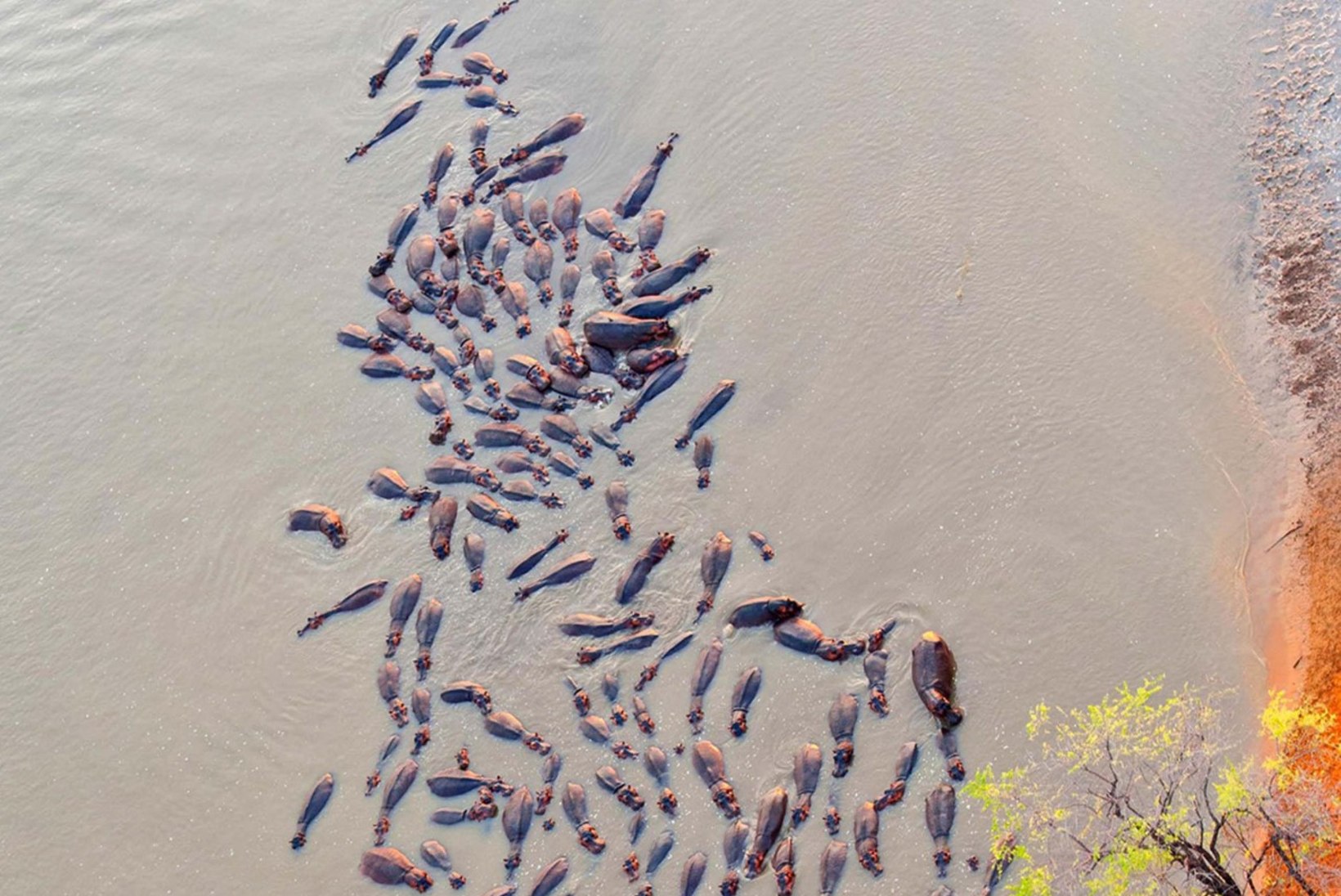 FOTOD: krokodillid kuulutasid jõehobudele sõja