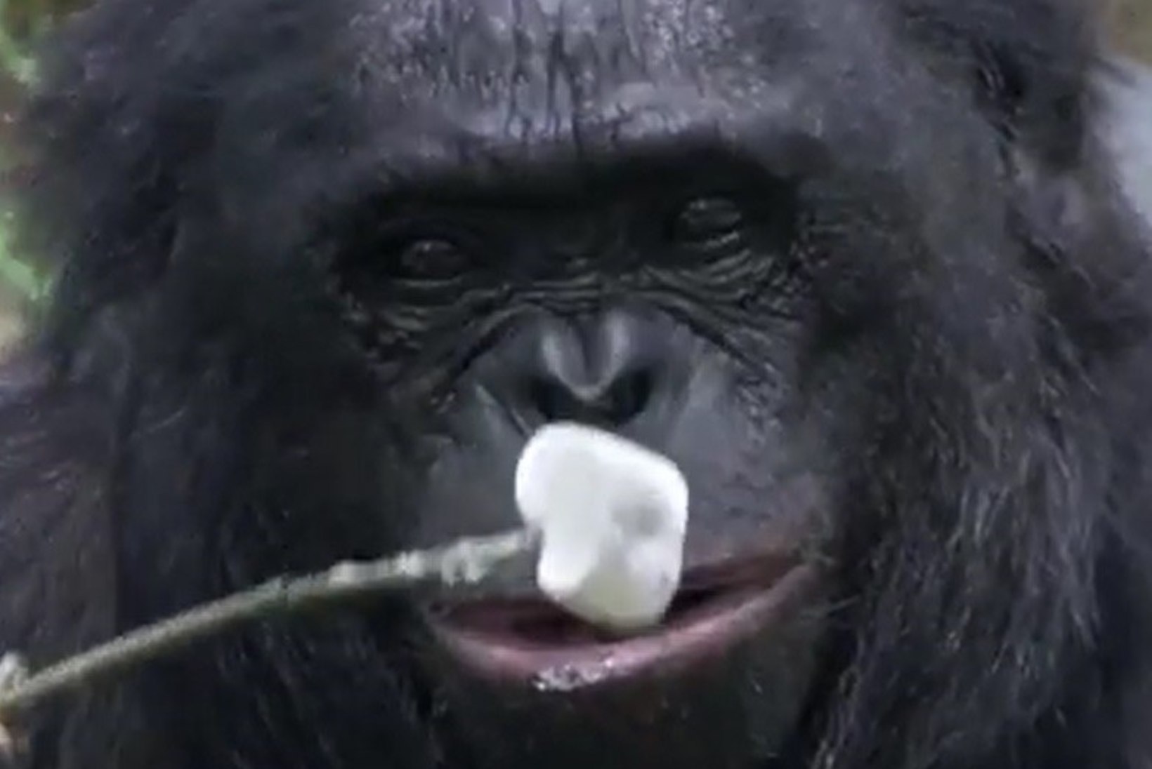 VIDEO: ahv teeb ise lõkke ja küpsetab vahukomme!