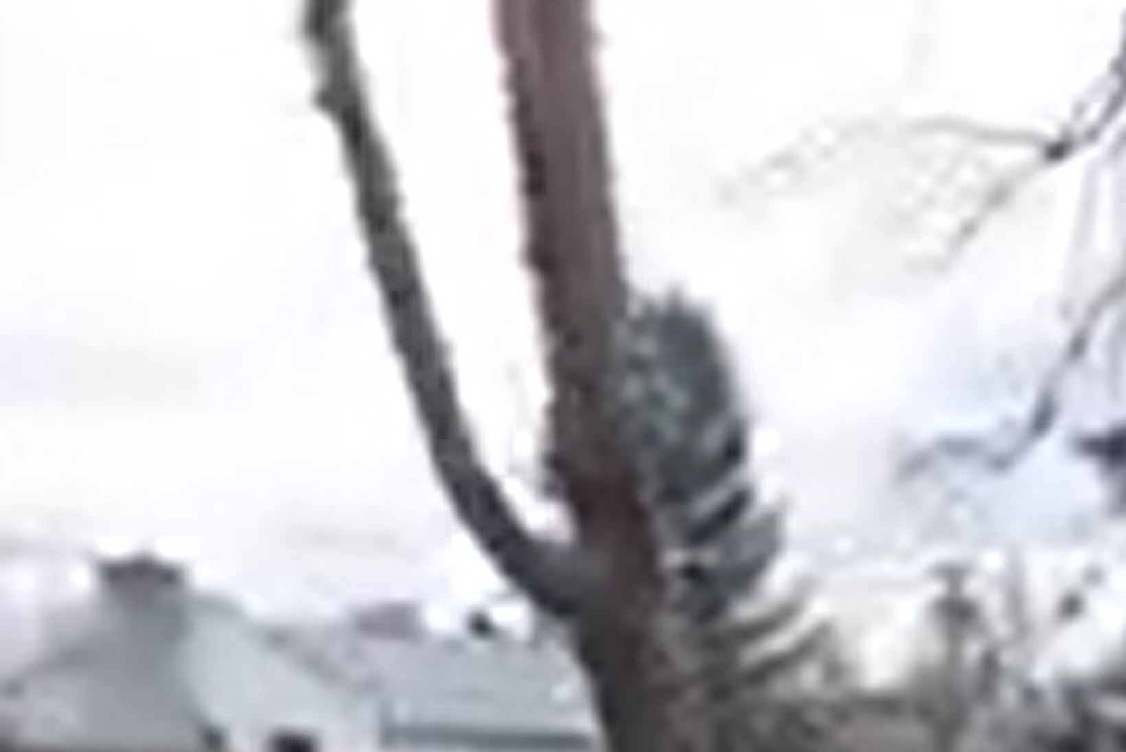 USKUMATU VIDEO: puu, mida mees saagis, liikus tagasi oma kohale