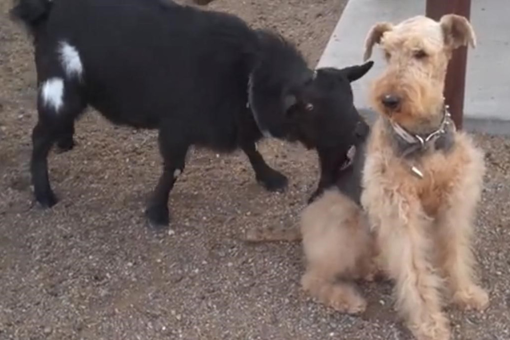 VIDEO: koer ignoreeris teda limpsinud kitse