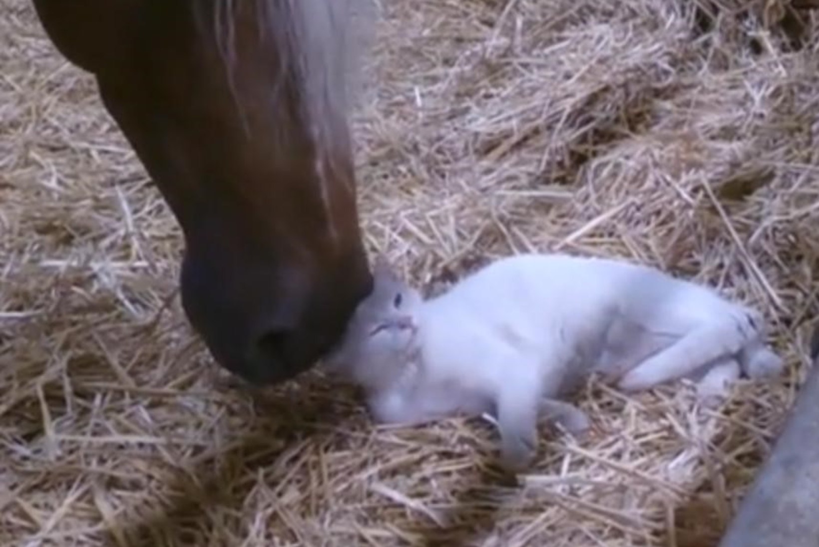 ARMAS VIDEO: hobune paitab mokkadega kassi