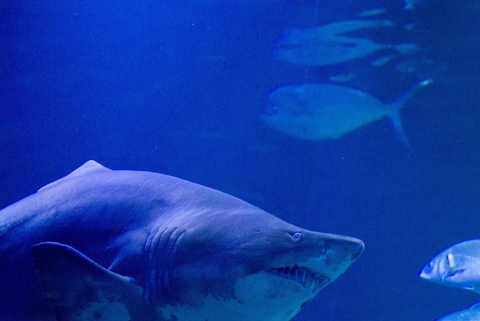 AKVAARIUMI TÖÖTAJAD ŠOKIS: suurem hai üritas väiksemat ära süüa ja sülitas ta 40 minutit hiljem elusana välja
