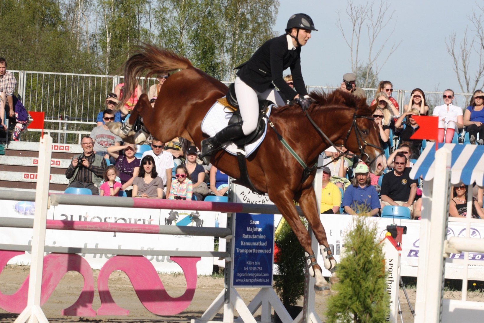 FOTOD: parimad Eesti hobused pälvivad tunnustust