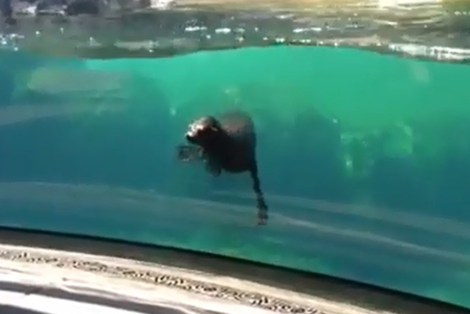 ARMAS VIDEO: merilõvi muretses mänguhoos kukkunud tüdruku pärast