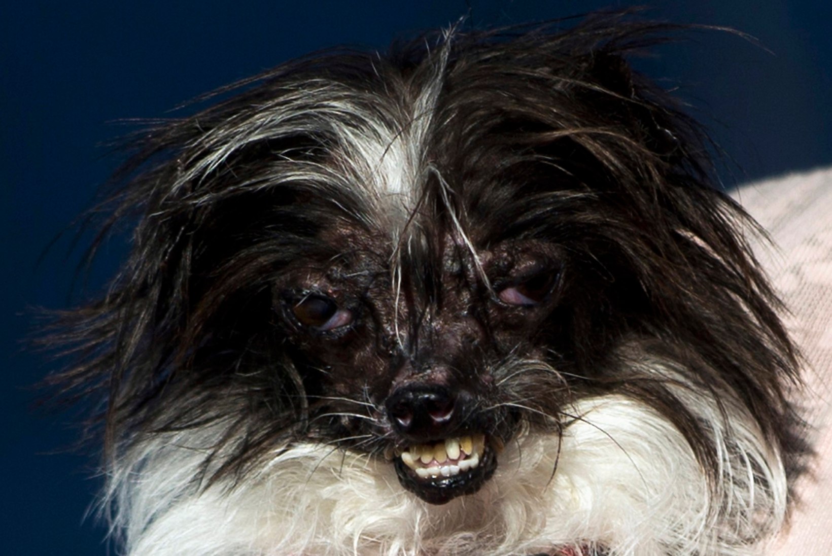 FOTOD: maailma koledaimaks koeraks valiti põletusarmidega Peanut