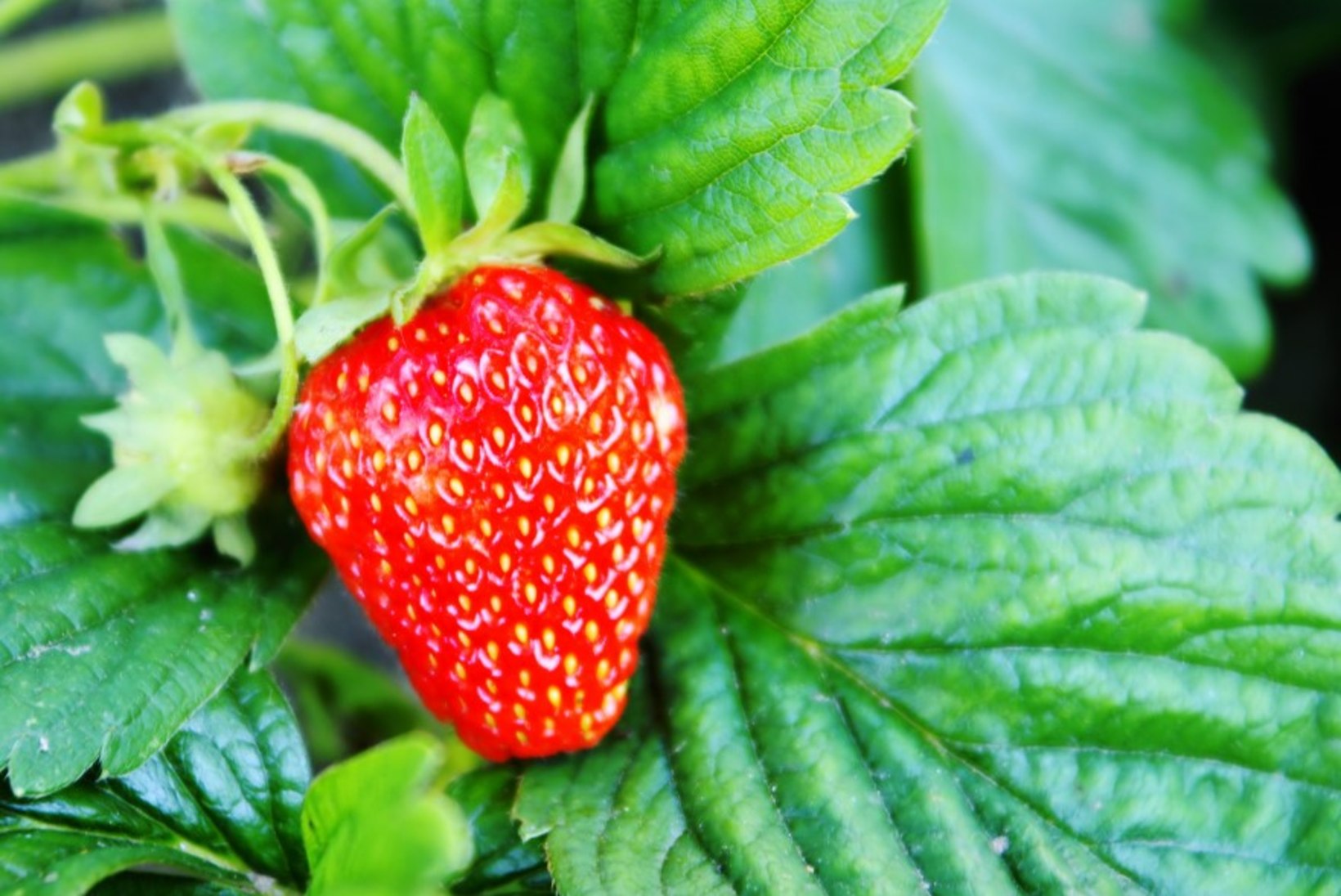 18 head nõuannet maasikakasvatajale
