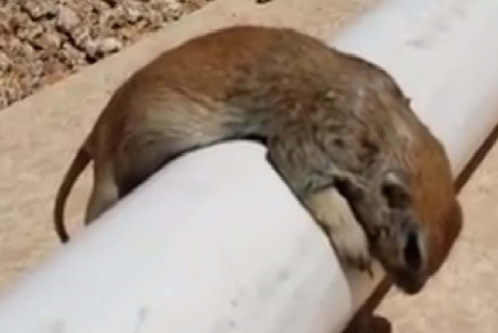 SÜDAMLIK VIDEO: mees päästis uppuva orava