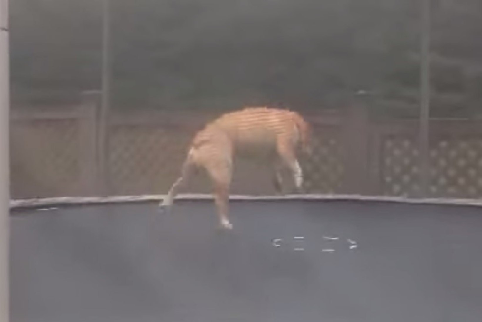 VIDEO: vaata, kui sulnilt koer batuudil lustib
