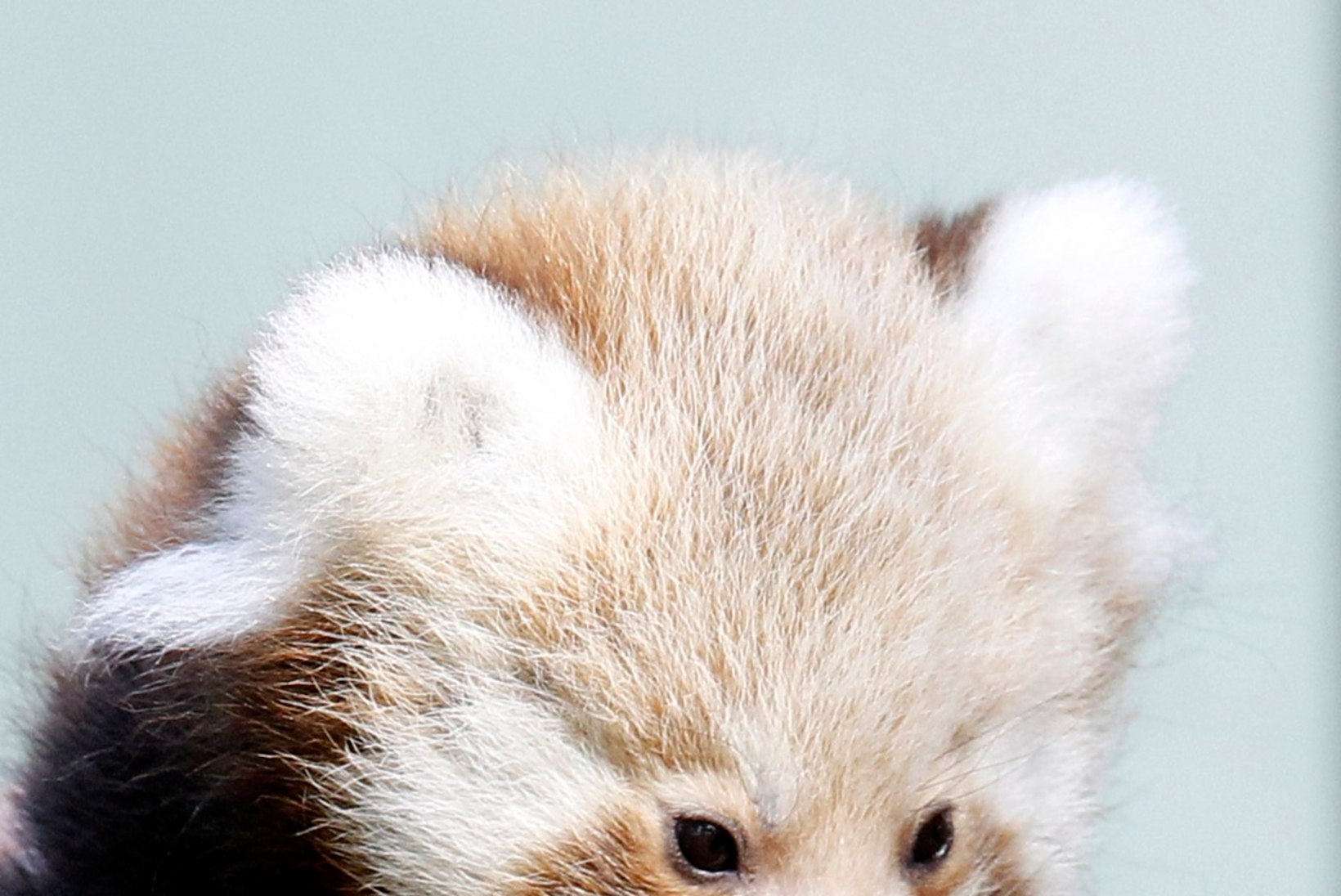 Rootsi loomaaias sündisid imearmsad pandabeebid!